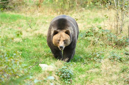 Eurasian Brown Bear (Ursus arctos arctos) in Forest in Autumn, Bavarian Forest National Park, Bavaria, Germany Foto de stock - Sin royalties Premium, Código: 600-07810473