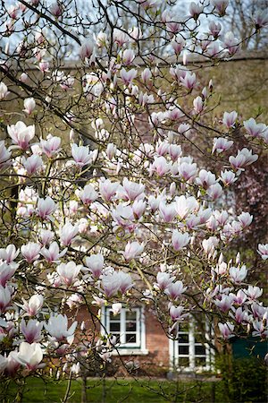 simsearch:400-07820254,k - Magnolia blossoms in front of house, Hamburg, Germany Stock Photo - Premium Royalty-Free, Code: 600-07844397