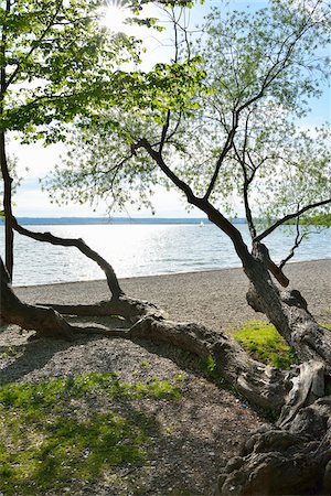 simsearch:600-07844441,k - Lakeside beach with tree lying on ground, Herrsching am Ammersee, Lake Ammersee, Fuenfseenland, Upper Bavaria, Bavaria, Germany Stock Photo - Premium Royalty-Free, Code: 600-07844416