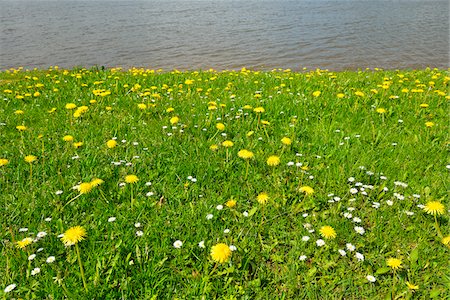Blooming Meadow on Lakeside in Spring, Bad Bayersoin, Bayersoiner See, Upper Bavaria, Bavaria, Germany Stock Photo - Premium Royalty-Free, Code: 600-07844424