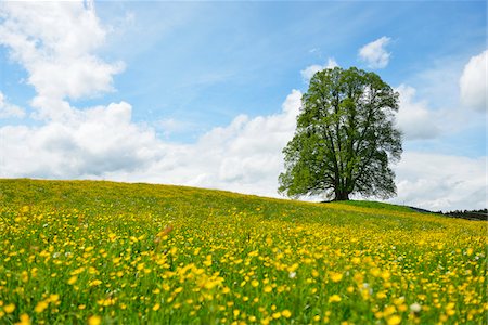 simsearch:600-03738931,k - Lime Tree in blooming Meadow, Spring, Upper Bavaria, Bavaria, Germany Stock Photo - Premium Royalty-Free, Code: 600-07844422