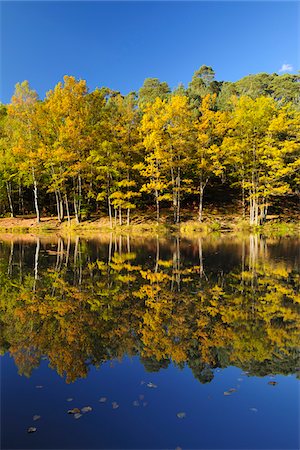 simsearch:600-07844441,k - Lake with Autumn Colored Trees, Stuedenbach, Eppenbrunn, Pfaelzerwald, Rhineland-Palatinate, Germany Stock Photo - Premium Royalty-Free, Code: 600-07844436