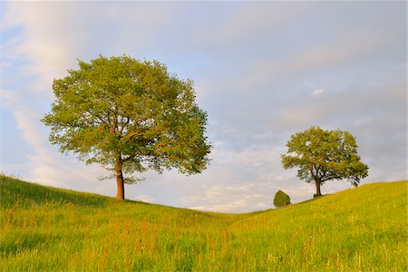 Meadow with Trees, Upper Bavaria, Bavaria, Germany Stock Photo - Premium Royalty-Free, Code: 600-07844432
