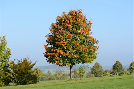simsearch:600-07810455,k - Norway Maple (Acer platanoides) Tree in Autumn, Bavaria, Germany Stock Photo - Premium Royalty-Free, Code: 600-07844544