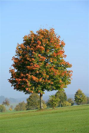 simsearch:600-07810455,k - Norway Maple (Acer platanoides) Tree in Autumn, Bavaria, Germany Stock Photo - Premium Royalty-Free, Code: 600-07844543