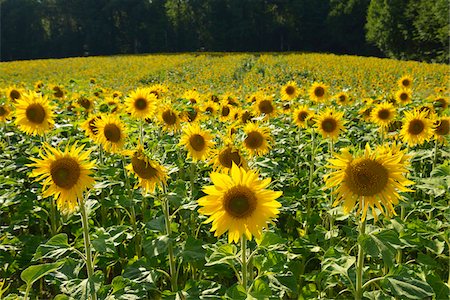 Sunflower Field in Summer, Helmstadt, Franconia, Bavaria, Germany Stock Photo - Premium Royalty-Free, Code: 600-07844571