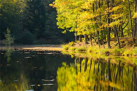 simsearch:600-04424934,k - Lake with Trees in Autumn, Studenbach, Eppenbrunn, Pfalzerwald, Rhineland-Palatinate, Germany Stock Photo - Premium Royalty-Free, Code: 600-07844594