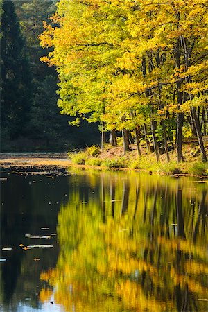 simsearch:600-05973842,k - Lake with Trees in Autumn, Studenbach, Eppenbrunn, Pfalzerwald, Rhineland-Palatinate, Germany Stock Photo - Premium Royalty-Free, Code: 600-07844595