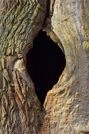 Old Oak Tree with Knothole, Urwald Sababurg, Hofgeismar, Reinhardswald, Hesse, Germany Stock Photo - Premium Royalty-Free, Code: 600-07844590