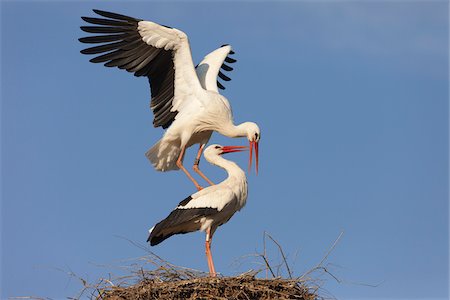 White Storks (Ciconia ciconia) Mating in Nest, Germany Photographie de stock - Premium Libres de Droits, Code: 600-07844617