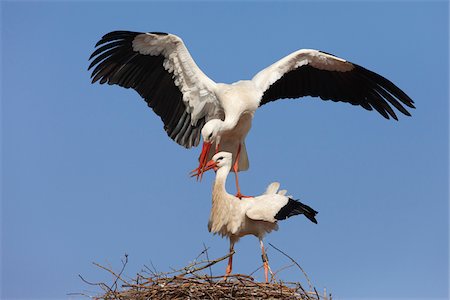 White Storks (Ciconia ciconia) Mating in Nest, Germany Stock Photo - Premium Royalty-Free, Code: 600-07844622