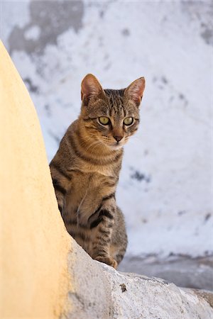 simsearch:600-07802720,k - Portrait of Domestic Cat (Felis catus), Oia, Santorini, Greece Foto de stock - Sin royalties Premium, Código: 600-07844634
