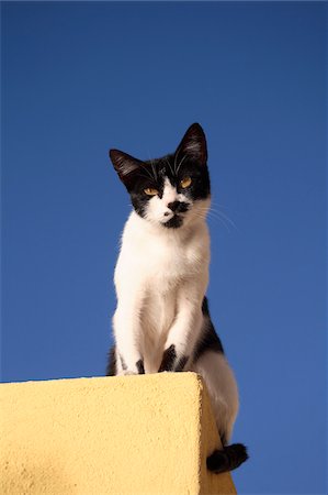 santorini, greece - Portrait of Domestic Cat (Felis catus), Oia, Santorini, Greece Stock Photo - Premium Royalty-Free, Code: 600-07844633