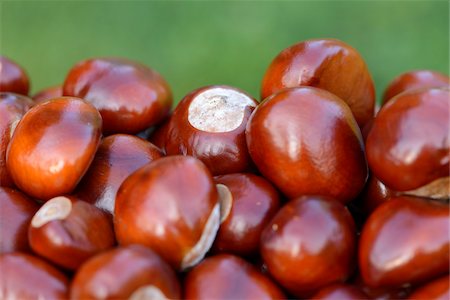 Close-up of horse-chestnuts (Aesculus hippocastanum) in summer, Bavaria, Germany Stock Photo - Premium Royalty-Free, Code: 600-07848032