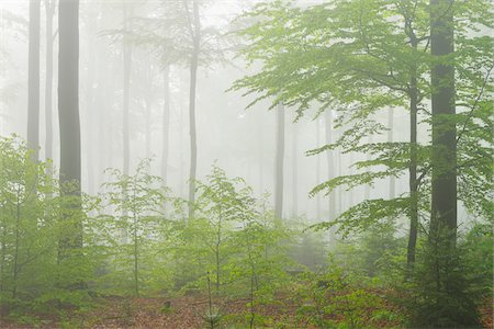 simsearch:600-06397426,k - Beech Forest in Morning Mist, Fagus sylvatica, Spring, Spessart, Bavaria, Germany, Europe Foto de stock - Sin royalties Premium, Código: 600-07848048