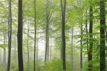 simsearch:600-07599874,k - Beech Forest in Morning Mist, Fagus sylvatica, Spring, Spessart, Bavaria, Germany, Europe Stock Photo - Premium Royalty-Free, Code: 600-07848049