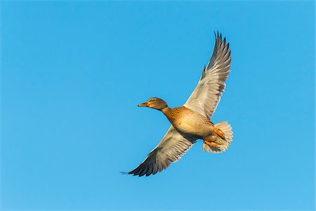 duck - Mallard (Anas platyrhynchos), Female, flying against blue sky, Hesse, Germany, Europe Stock Photo - Premium Royalty-Free, Code: 600-07848057