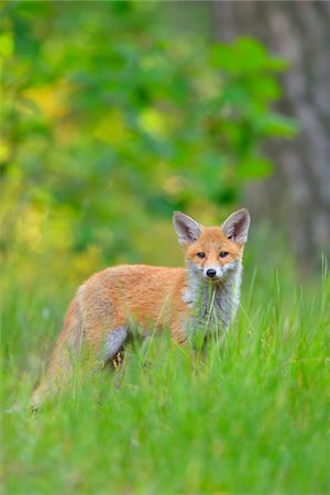 simsearch:600-07760219,k - Young Red Fox, Vulpes vulpes, Hesse, Germany, Europe Stock Photo - Premium Royalty-Free, Code: 600-07848074