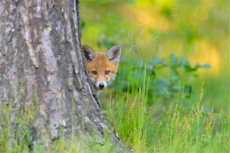 Young Red Fox, Vulpes vulpes, Hesse, Germany, Europe Stock Photo - Premium Royalty-Free, Code: 600-07848070