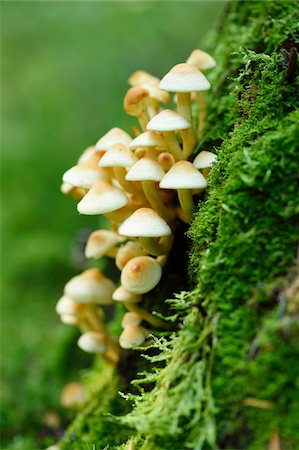 simsearch:600-07848052,k - Close-up of Honey fungus (Armillaria mellea) in a forest in autumn, Upper Palatinate, Bavaria, Germany Stock Photo - Premium Royalty-Free, Code: 600-07849568