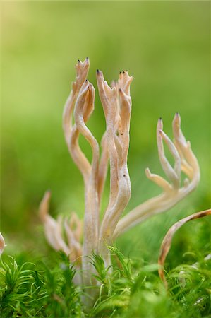 simsearch:600-06486334,k - Close-up of a white coral fungus (Clavaria coralloides) in a forest in autumn, Upper Palatinate, Bavaria, Germany Stock Photo - Premium Royalty-Free, Code: 600-07849569