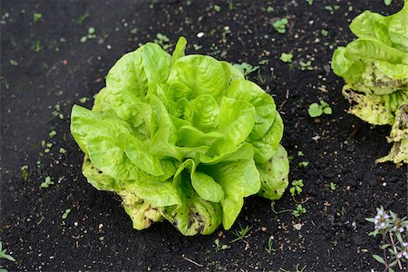 simsearch:600-07848052,k - Close-up of lettuce (Lactuca sativa) in a garden in summer, Bavaria, Germany Stock Photo - Premium Royalty-Free, Code: 600-07849576