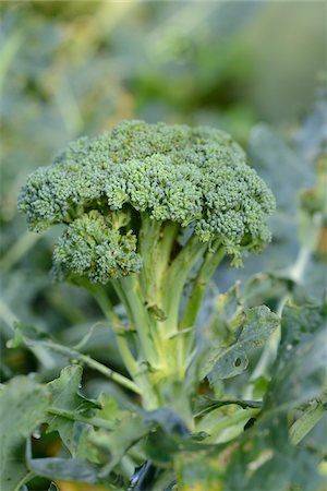 simsearch:600-07848052,k - Close-up of Broccoli (Brassica oleracea) in a garden in summer, Bavaria, Germany Stock Photo - Premium Royalty-Free, Code: 600-07849579