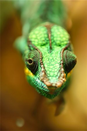 simsearch:700-08122187,k - Portrait of a panther chameleon (Furcifer pardalis) in a terrarium, Bavaria, Germany Stock Photo - Premium Royalty-Free, Code: 600-07849573