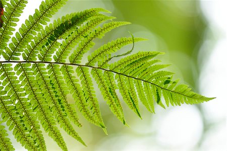 simsearch:600-06486334,k - Close-up of Male fern (Dryopteris filix-mas) in European Beech (Fagus sylvatica) Forest in Autumn, Bavaria, Germany Stock Photo - Premium Royalty-Free, Code: 600-07911151