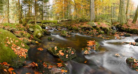 simsearch:600-06553323,k - Landscape of a stream (Kleine Ohe) flowing through the forest in autumn, Bavarian Forest National Park, Bavaria, Germany Stock Photo - Premium Royalty-Free, Code: 600-07911174