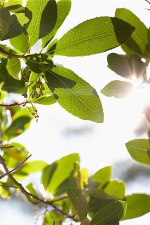simsearch:700-02265197,k - Close-up of Green Leaves with Sun and Lens Flare, Andernos, Aquitaine, France Stock Photo - Premium Royalty-Free, Code: 600-07911173
