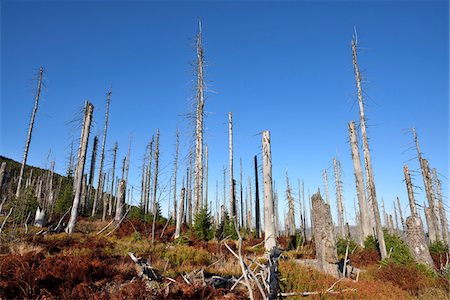 decomposed - Scene of forest with dead, Norway spruce trees (Picea abies) killed by bark beetle (Scolytidae) in the Bavarian Forest National Park, Bavaria, Germany Stock Photo - Premium Royalty-Free, Code: 600-07911239