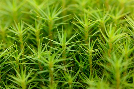 simsearch:600-07848052,k - Close-up of common haircap moss (Polytrichum commune) on the forest floor in autumn, Upper Palatinate, Bavaria, Germany Stock Photo - Premium Royalty-Free, Code: 600-07911230