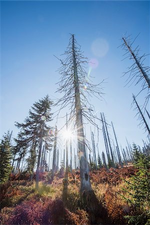 simsearch:600-06486334,k - Scene of forest with dead, Norway spruce trees (Picea abies) killed by bark beetle (Scolytidae) with bright sunlight, in the Bavarian Forest National Park, Bavaria, Germany Stock Photo - Premium Royalty-Free, Code: 600-07911241
