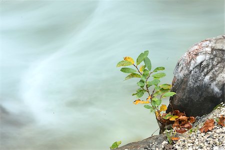 Close-up of goat willow (Salix caprea) shrub beside the flowing waters of Partnach Gorge in autumn, Upper Bavaria, Germany Stock Photo - Premium Royalty-Free, Code: 600-07911260