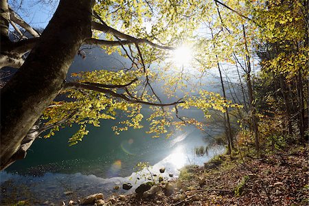 simsearch:600-08138898,k - European Beech (Fagus sylvatica) Tree beside Langbathsee in Autumn, Austria Stockbilder - Premium RF Lizenzfrei, Bildnummer: 600-07944990