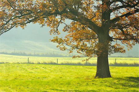 simsearch:600-05973842,k - Oak Tree in Autumn, Vogelsbergkreis, Hesse, Germany Stock Photo - Premium Royalty-Free, Code: 600-07945046