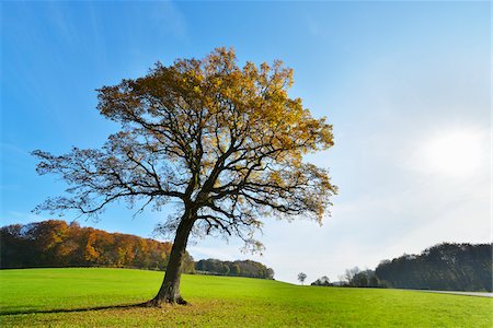 simsearch:600-05973842,k - Oak Tree in Autumn with Sun, Vogelsbergkreis, Hesse, Germany Stock Photo - Premium Royalty-Free, Code: 600-07945054