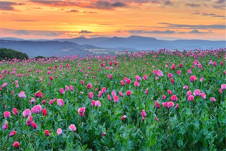 papaverales - Opium Poppy Field (Papaver somniferum) at Sunrise, Summer, Germerode, Hoher Meissner, Werra Meissner District, Hesse, Germany Stock Photo - Premium Royalty-Free, Code: 600-07945154