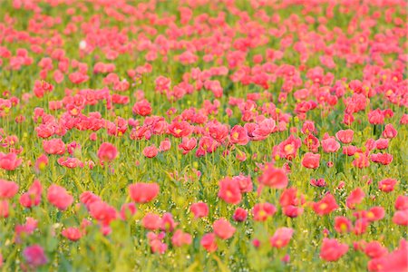 european wild flowers - Opium Poppy Field (Papaver somniferum) Summer, Germerode, Hoher Meissner, Werra Meissner District, Hesse, Germany Stock Photo - Premium Royalty-Free, Code: 600-07945174