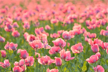 Close-up of Opium Poppy Field (Papaver somniferum) Summer, Germerode, Hoher Meissner, Werra Meissner District, Hesse, Germany Photographie de stock - Premium Libres de Droits, Code: 600-07945179