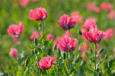 papaverales - Close-up of Opium Poppies (Papaver somniferum) in field, Summer, Germerode, Hoher Meissner, Werra Meissner District, Hesse, Germany Stock Photo - Premium Royalty-Free, Code: 600-07945191