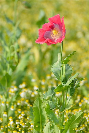 simsearch:600-07945179,k - Close-up of Opium Poppy (Papaver somniferum) with Chamomile (Matricaria chamomilla) in field, Summer, Germerode, Hoher Meissner, Werra Meissner District, Hesse, Germany Stock Photo - Premium Royalty-Free, Code: 600-07945200