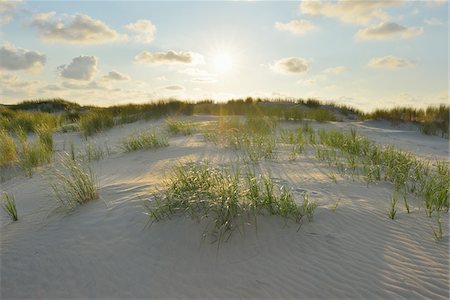 east frisia - Dunes with Sun in Summer, Norderney, East Frisia Island, North Sea, Lower Saxony, Germany Stock Photo - Premium Royalty-Free, Code: 600-07945223