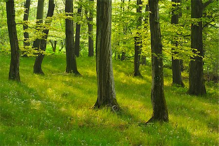 simsearch:600-07599874,k - Forest in the Spring, Vogelsberg District, Hesse, Germany Stock Photo - Premium Royalty-Free, Code: 600-07945339