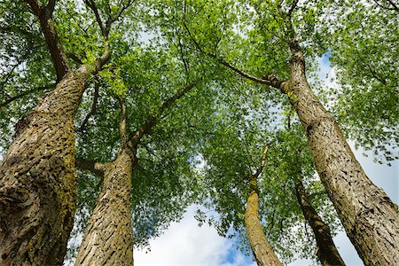 simsearch:649-06432787,k - Looking up into the Tree tops, Herrsching, Ammersee, Fuenfseenland, Upper Bavaria, Bavaria, Germany Stock Photo - Premium Royalty-Free, Code: 600-07945343