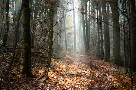 Landscape of Mixed Forest in Autumn on Sunny Day, Upper Palatinate, Bavaria, Germany Stock Photo - Premium Royalty-Free, Code: 600-07966102