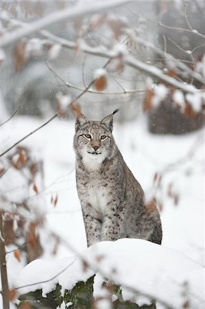 simsearch:700-01199476,k - Portrait of Eurasian Lynx (Lynx lynx) in Winter, Germany Stock Photo - Premium Royalty-Free, Code: 600-07966103