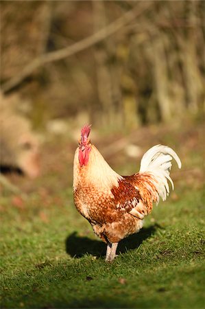 farmyard - Portrait of Rooster (Gallus gallus domesticus) on Meadow in Spring, Upper Palatinate, Bavaria, Germany Stock Photo - Premium Royalty-Free, Code: 600-07966110