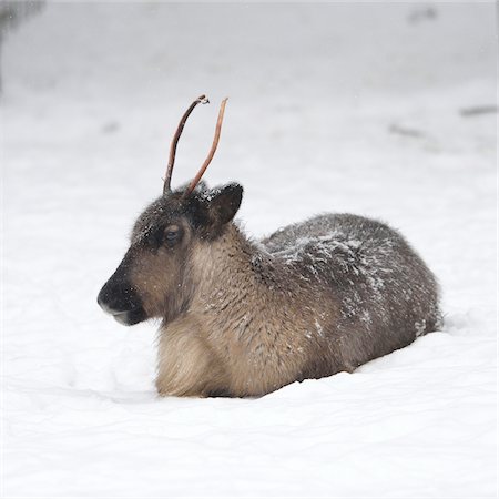 reindeer in snow - Portrait of Reindeer (Rangifer tarandus) in Winter, Germany Foto de stock - Sin royalties Premium, Código: 600-07966123